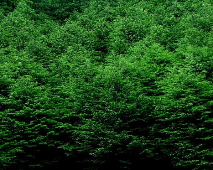 1.酵母菌の採取